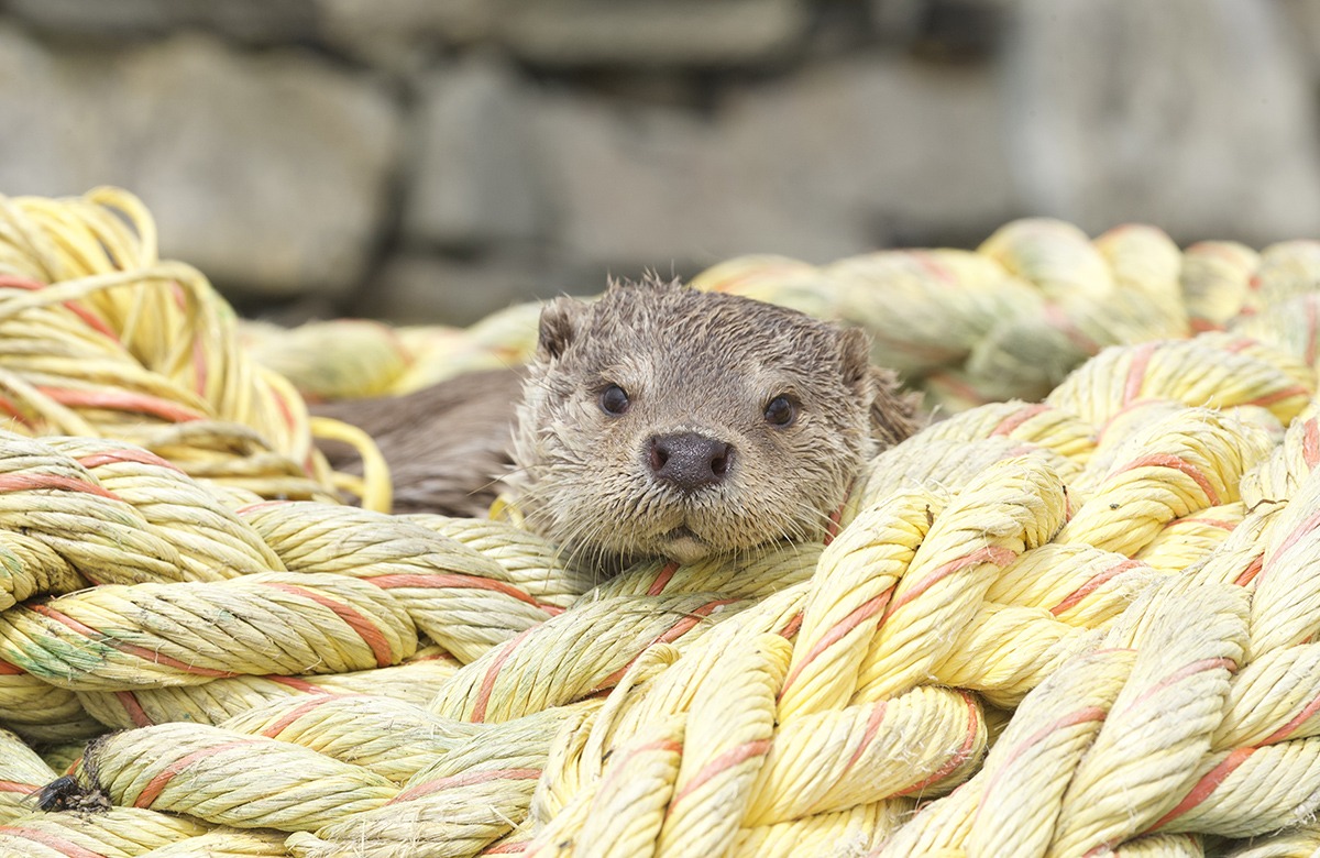 Billy & Molly: An Otter Love Story (2024)